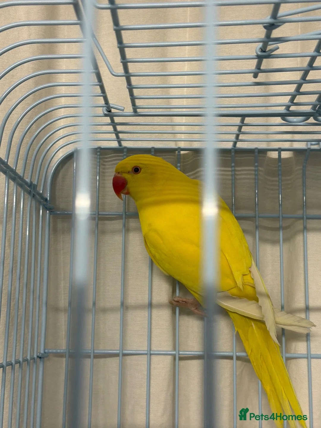 Ringnecks birds for sale: Indian Ringneck Lutino Male – Chiko  in Dagenham - Advert 1