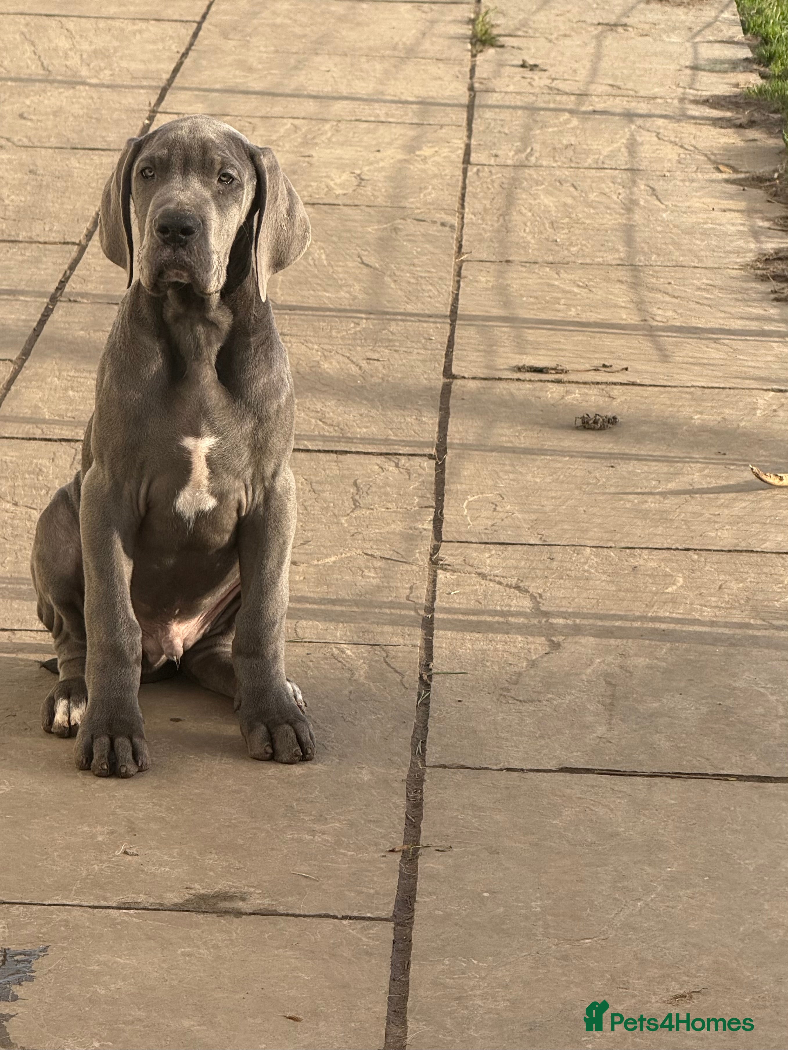 Great Dane dogs 1 xFemale, 1 x Male BLUE Kc reg Great Danes - Advert 1