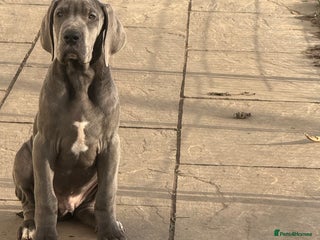 Great Dane dogs 1 xFemale, 1 x Male BLUE Kc reg Great Danes - Advert 3