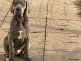 Great Dane dogs 1 xFemale, 1 x Male BLUE Kc reg Great Danes - Advert 7