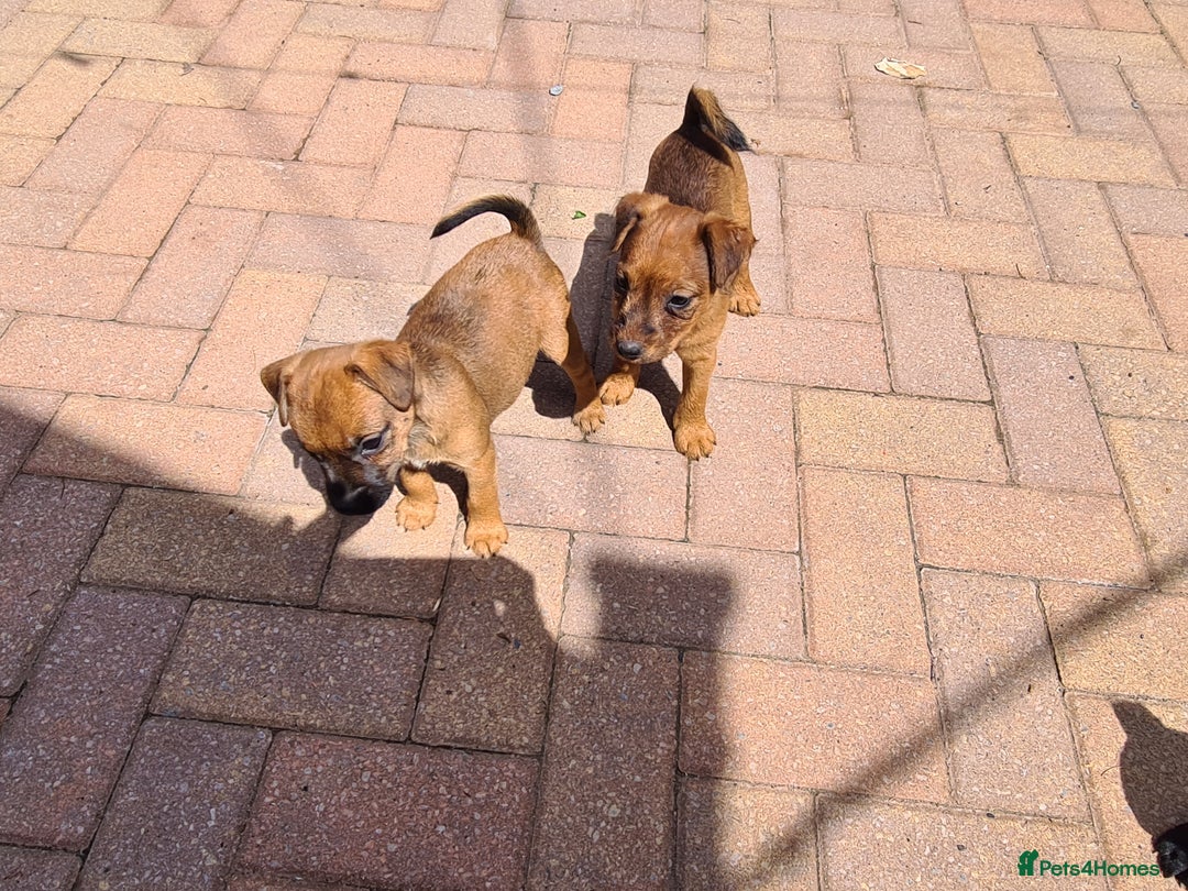 Mixed Breed dogs for sale: Border X Patterdale puppies  - Image 8