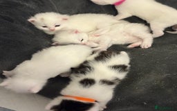 Mixed Breed cats for sale: Mixed snowshoe kitten - Image 1
