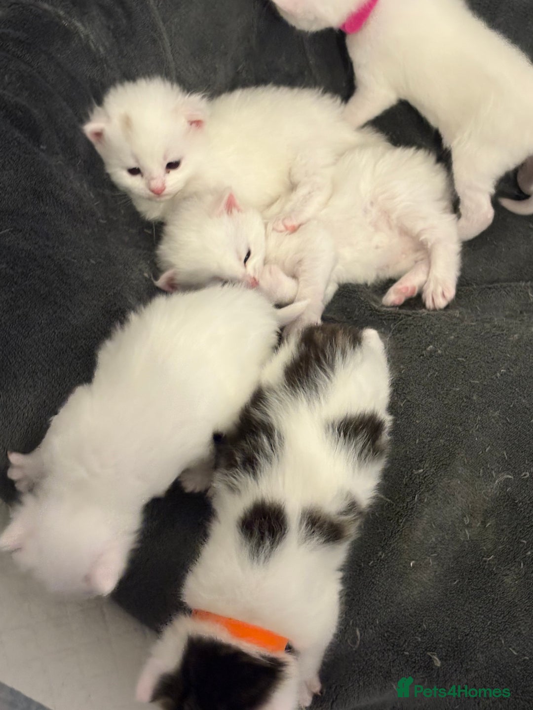 Mixed Breed cats for sale: Mixed snowshoe kitten - Image 1