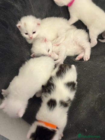 Mixed Breed cats - Advert 4