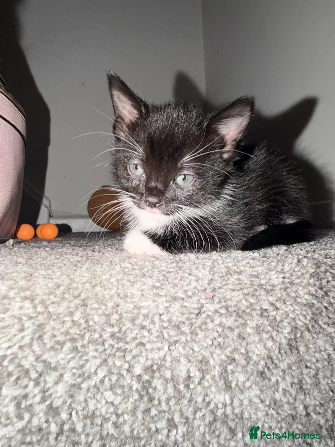 British Shorthair cats for sale: Kittens for sale. - Advert 15