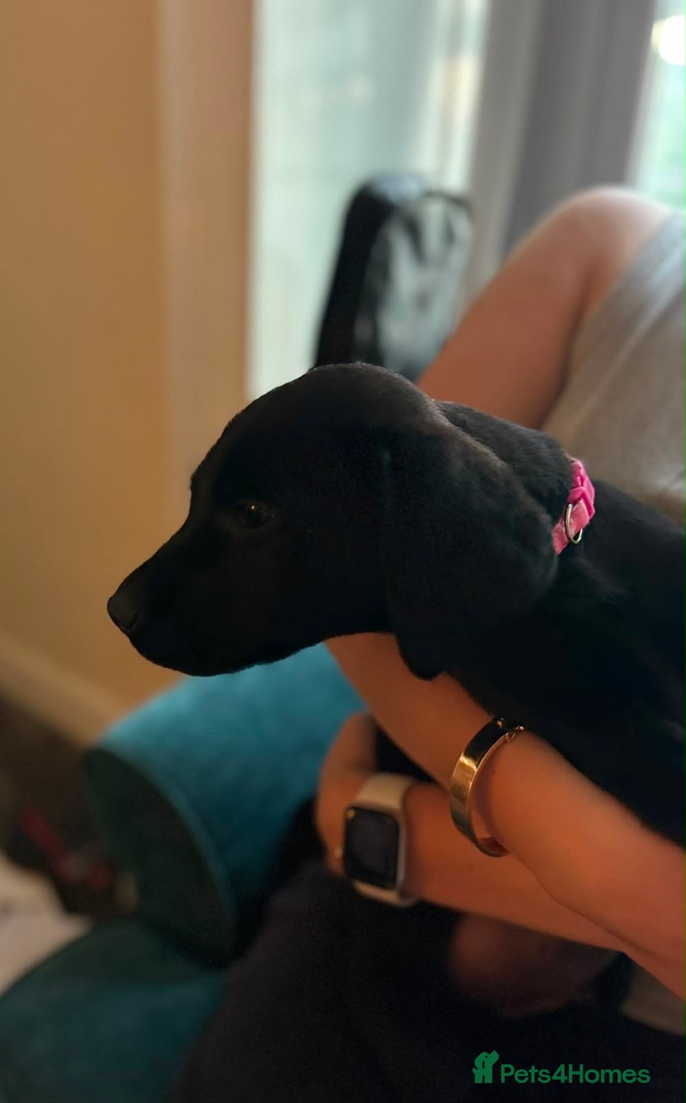 Labrador Retriever dogs KC registered Black Labrador Pups  - Advert 1