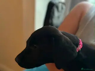 Labrador Retriever dogs KC registered Black Labrador Pups - Advert 1