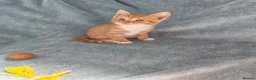 Mixed Breed cats for sale: GINGER BOYS VIDEOS - Advert 14