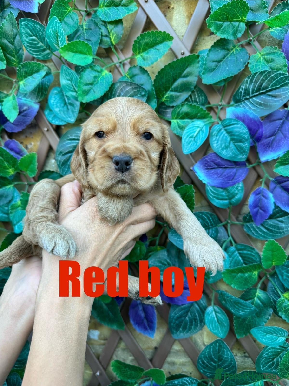 Cocker Spaniel dogs Superb show type cocker spaniel puppies  - Advert 1