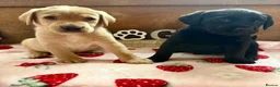 Labrador Retriever dogs for sale: KC Labrador puppies from health screened parents  - Advert 6