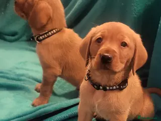 Labrador Retriever dogs Last boy fox red - Advert 6