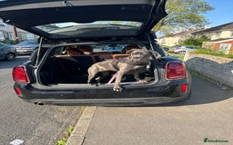 Cane Corso dogs for sale: 11 month old cane corso - Image 3