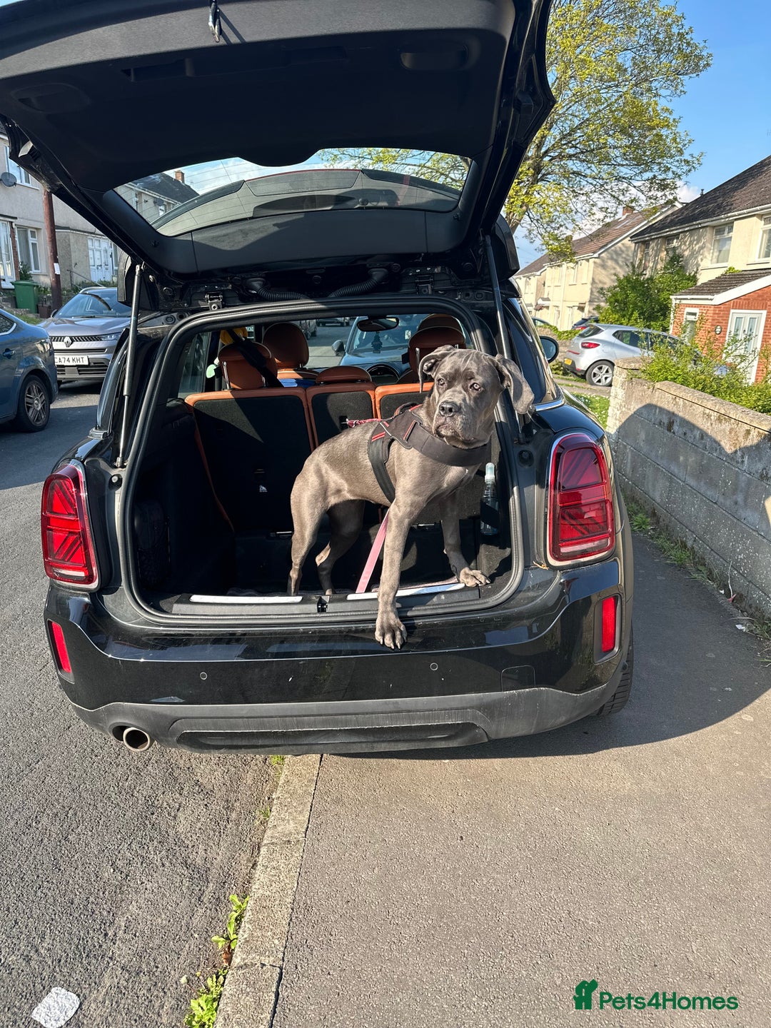 Cane Corso dogs for sale: 11 month old cane corso - Image 3