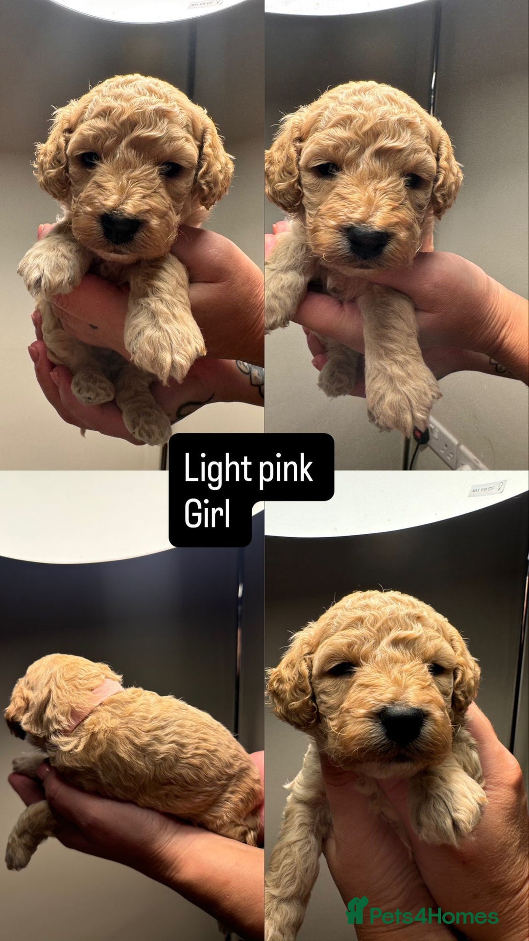 Mixed Breed dogs for sale: Cockapoo/Cavapoo Puppies - Advert 13