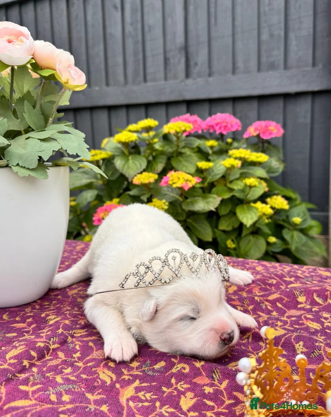 Samoyed dogs for sale: Bundle of joy 3 Puppy - Advert 2