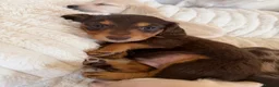 Miniature Dachshund dogs for sale:  Chocolate long hair dapples  - Advert 4