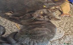 Mixed Breed cats for sale: Beautiful British Shorthair Cross  - Image 3
