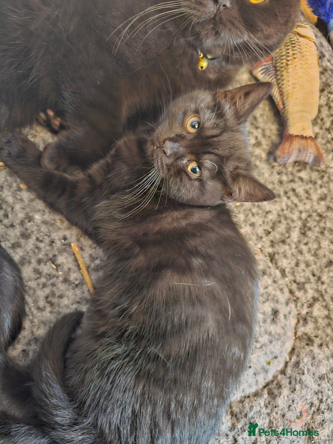 Mixed Breed cats for sale: Beautiful British Shorthair Cross  - Image 3