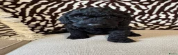 Mixed Breed dogs for sale: Double doodles  - Advert 10