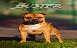 Staffordshire Bull Terrier dogs for stud: 🥨 Top Quality Red SBT Stud 🥨 - Image 1