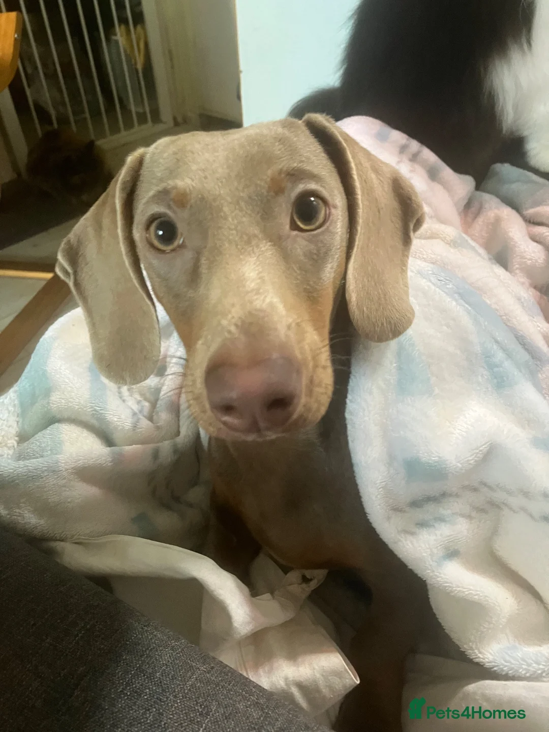 Miniature Dachshund dogs for sale: Lilac piebald miniature dachshund puppies  - Advert 1
