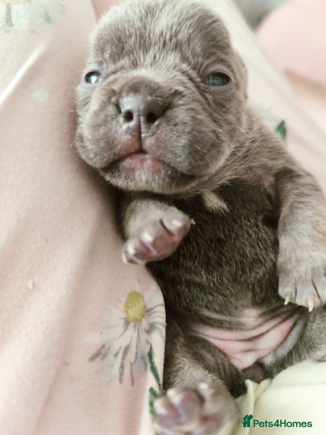 French Bulldog dogs for sale: French bulldog puppies  - Image 4