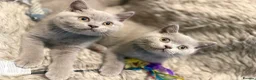 British Shorthair cats for sale: Supreme Champion Line British Shorthair Kittens - Advert 1