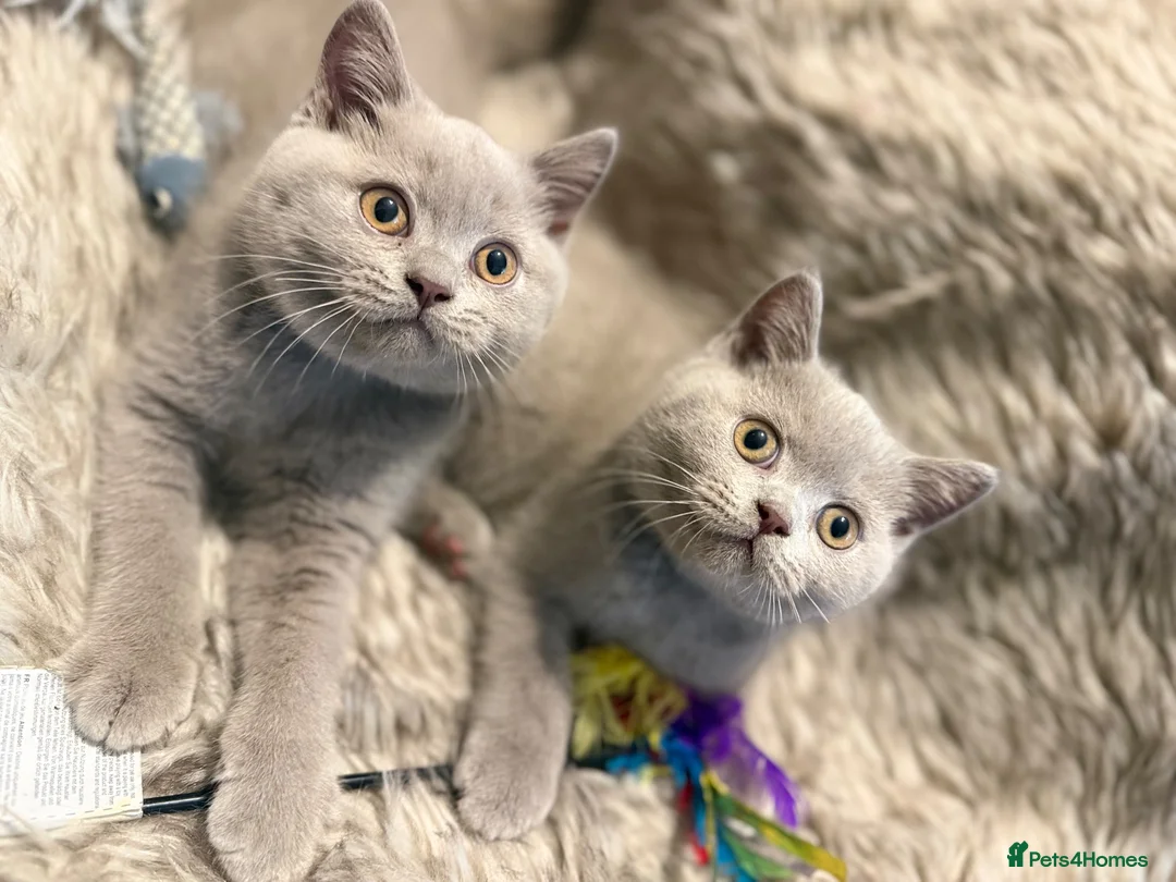 British Shorthair cats for sale: Supreme Champion Line British Shorthair Kittens - Advert 1
