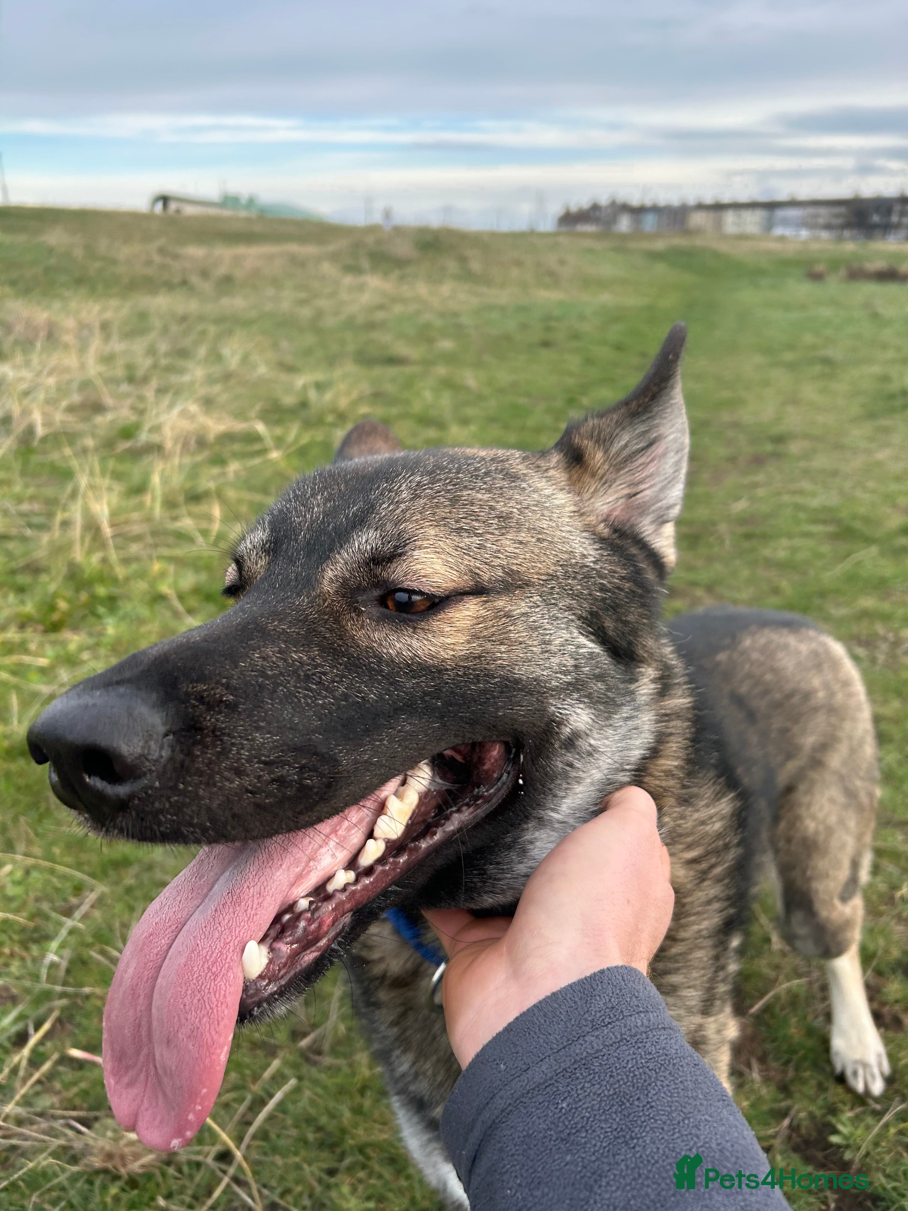 Shepsky dogs Geberian shepsky male 15 month  - Advert 1