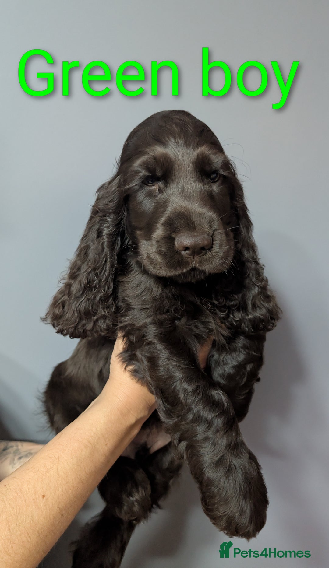 Cocker Spaniel dogs for sale:  Show type cocker spaniel puppies (SOLD) - Image 4