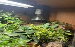 Snake reptiles for sale: Female Western Hognose  - Image 7