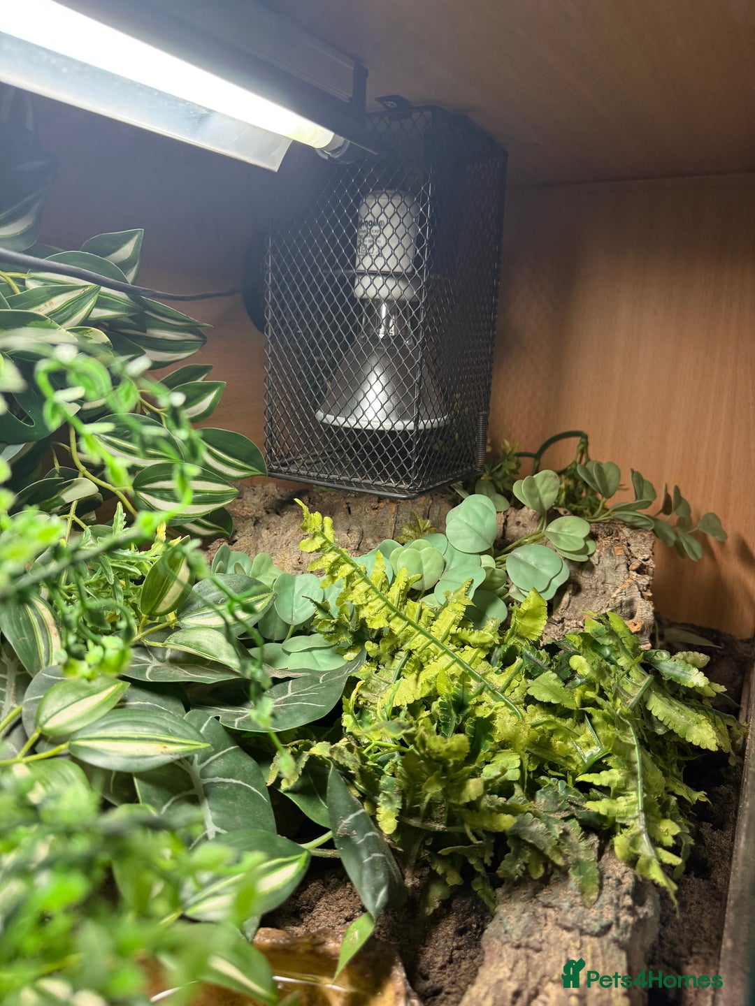 Snake reptiles for sale: Female Western Hognose  - Image 7