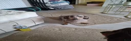 Dachshund dogs for sale: Dashound female  in Kingston upon Thames - Advert 3