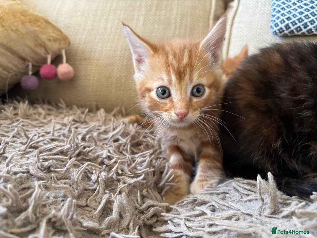 Mixed Breed cats for sale: 3 gorgeous kittens available  - Image 6