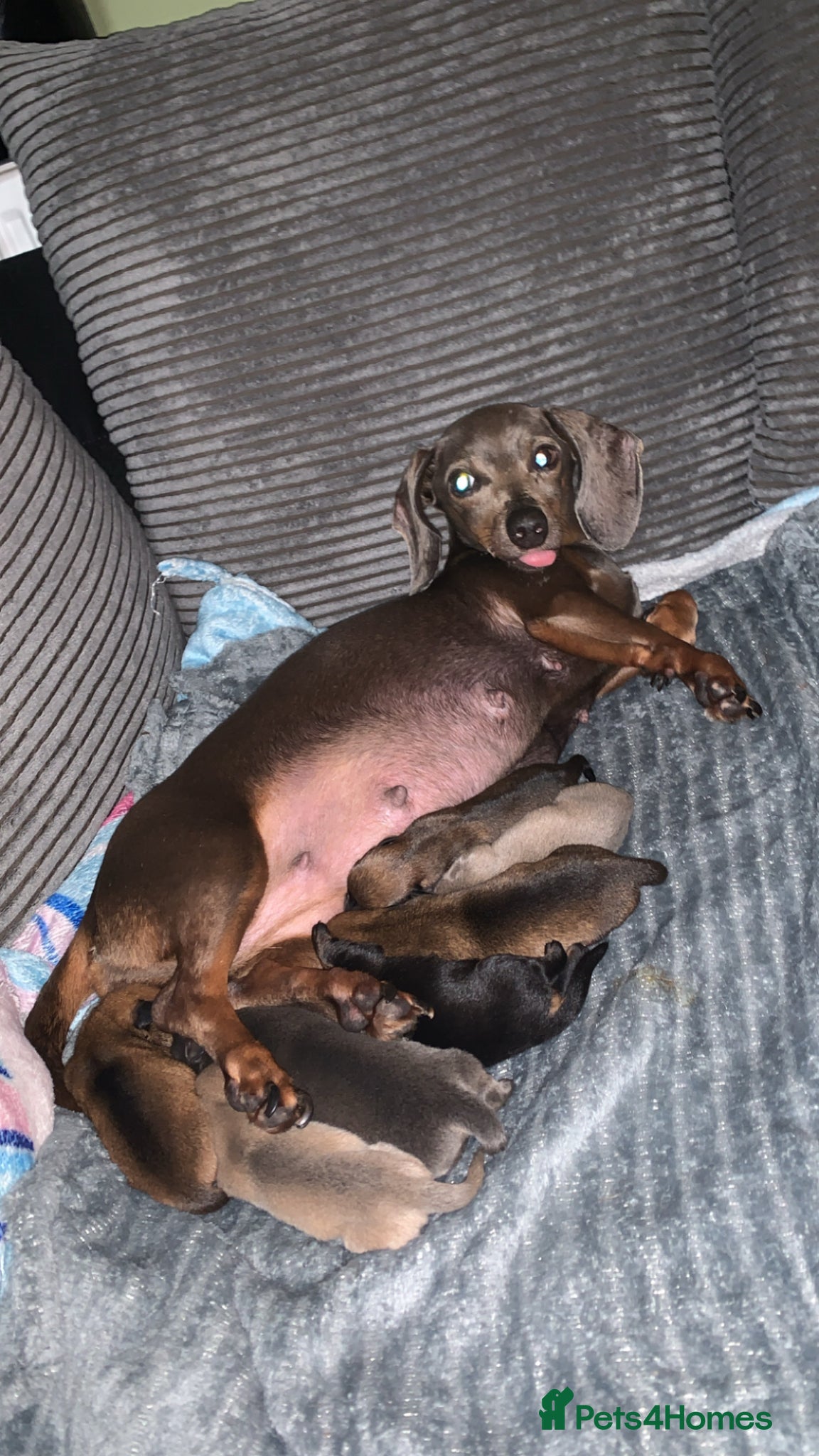 Chiweenie dogs Beautiful chiweenie pups  - Advert 2