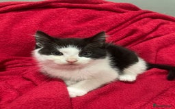 British Shorthair cats for sale: Beautiful kittens looking for new home  - Image 6
