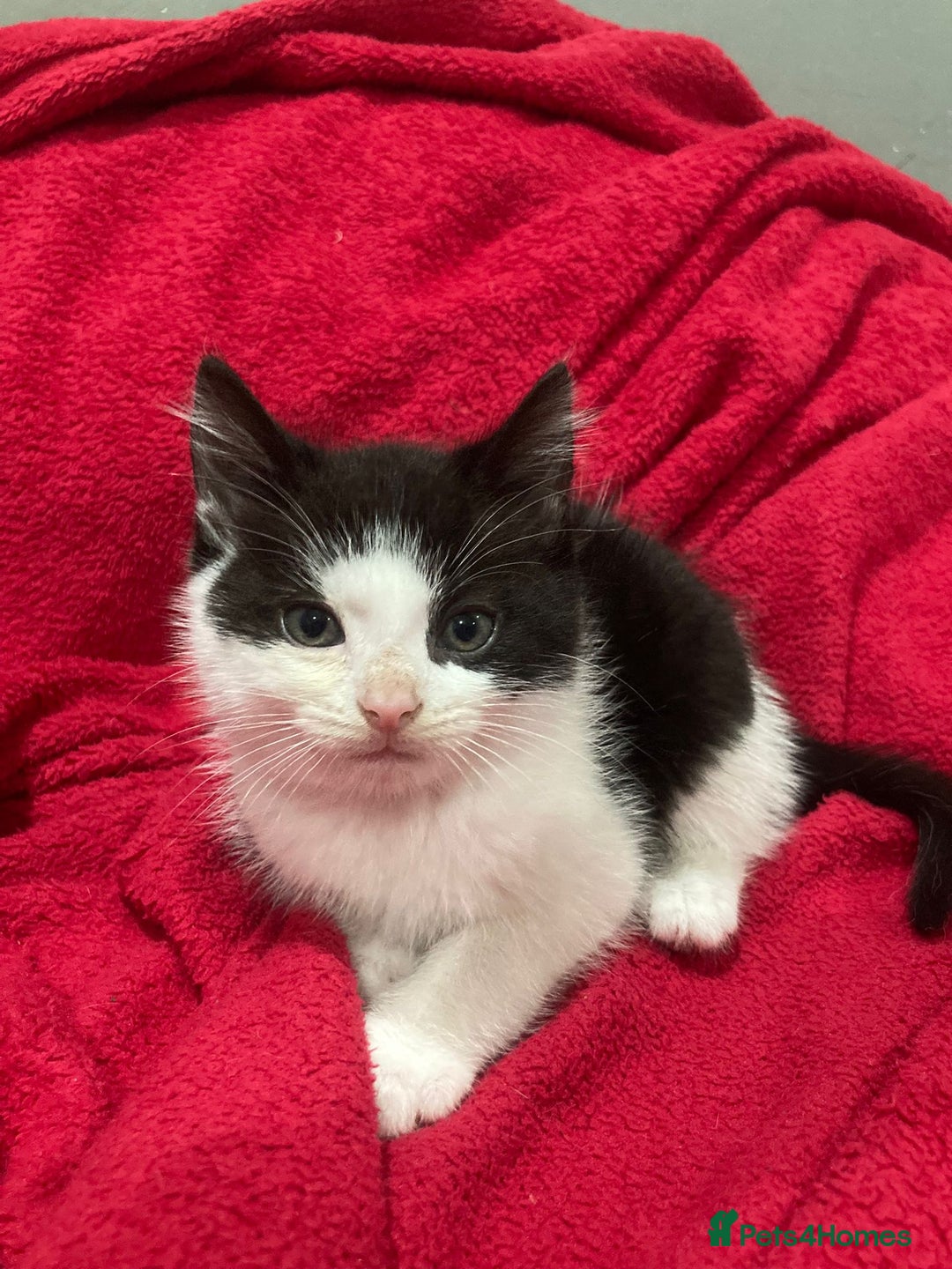 British Shorthair cats for sale: Beautiful kittens looking for new home  - Image 6