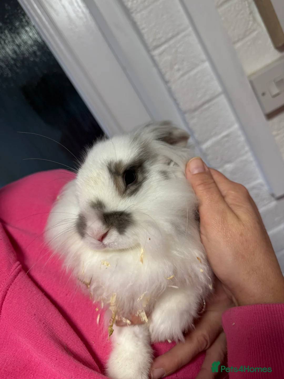 Mini Lion Lop rabbits for sale: Lion head  - Advert 1