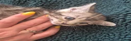 Mixed Breed cats for sale: Mixed bengal - Advert 8