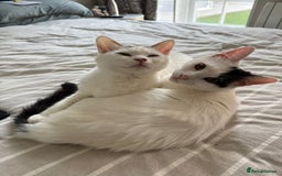 Mixed Breed cats for adoption: ARES BOY - FIONA MIX TURKISH ANGORA GIRL BONDED  - Advert 1