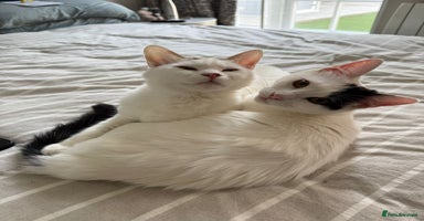 Mixed Breed cats ARES BOY - FIONA MIX TURKISH ANGORA GIRL BONDED  - Advert 1