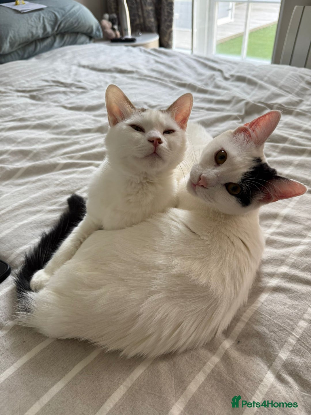 Mixed Breed cats for adoption: ARES BOY - FIONA MIX TURKISH ANGORA GIRL BONDED  - Advert 1