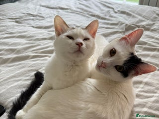 Mixed Breed cats ARES BOY - FIONA MIX TURKISH ANGORA GIRL BONDED - Advert 1