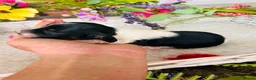 Miniature Dachshund dogs for sale: Piebald Minature Longhair  - Advert 5