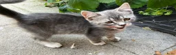 Bengal cats for sale: Gorgeous Bengal x British Short hair kittens - Advert 7