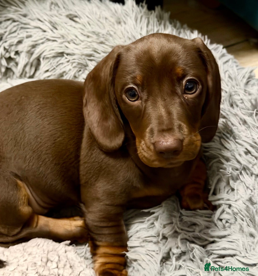Miniature Dachshund dogs for sale: REDUCED…PRA Clear, KC Reg Miniature Dachshund Girl - Advert 8
