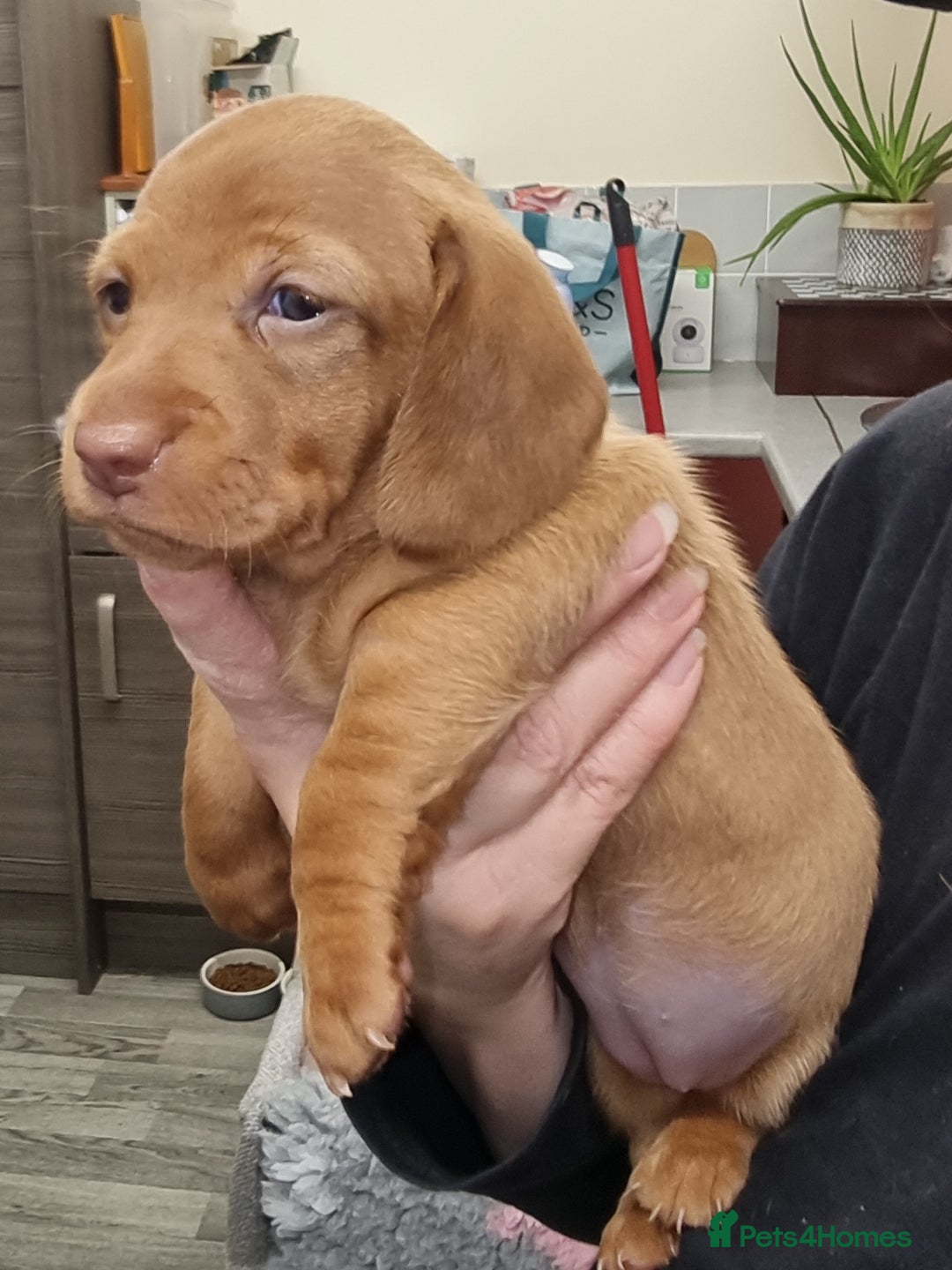 Miniature Dachshund dogs for sale: Beautiful  miniature  dachshund puppies for sale - Advert 12