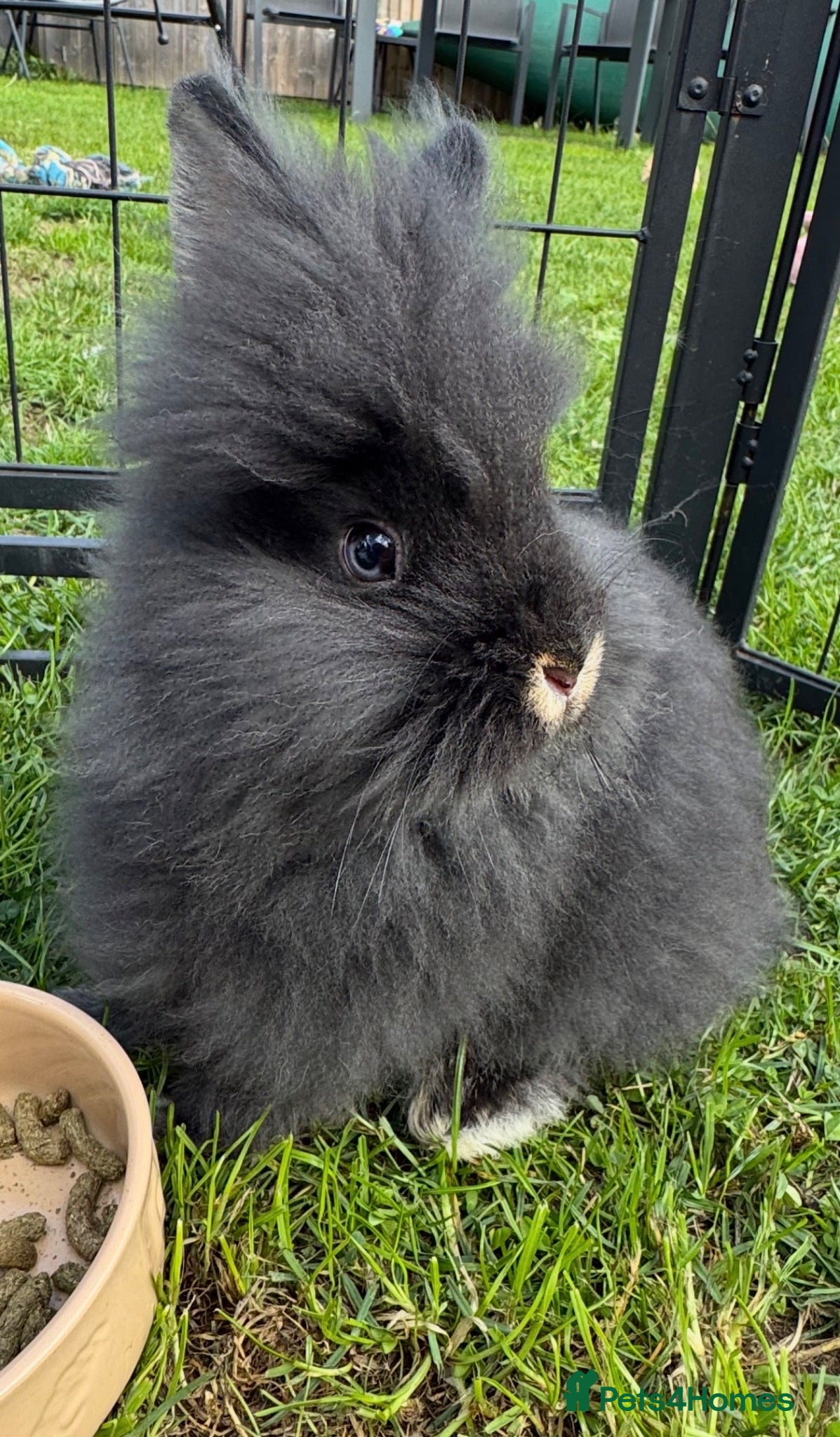 Lionhead rabbits Gorgeous purebred double-mane lionhead rabbits - Advert 4