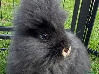 Lionhead rabbits Gorgeous purebred double-mane lionhead rabbits - Advert 4