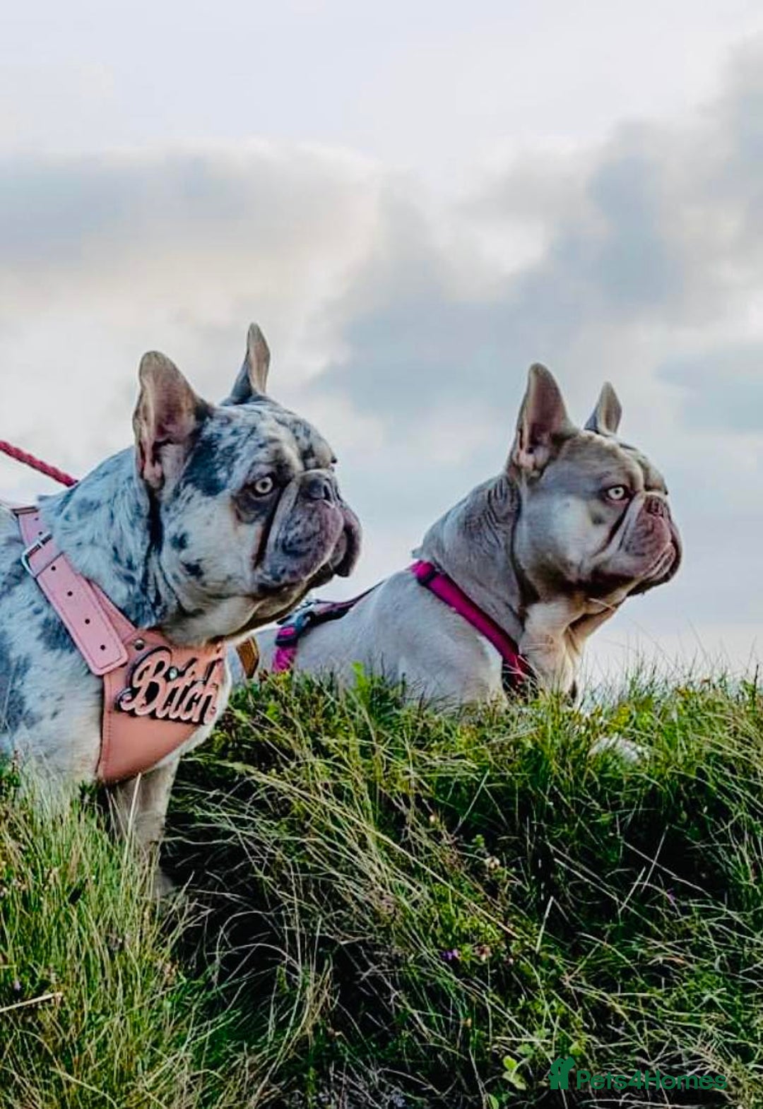 French Bulldog dogs for stud: New Shade Isabella Pied French Bulldog Stud Proven in Gunnislake - Advert 12